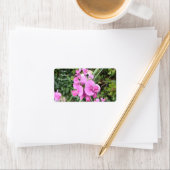 Roze Sweet Pea Perennials Etiket (Insitu)