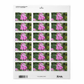 Roze Sweet Pea Perennials Etiket (Full Sheet)