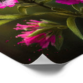 Roze Sweet William Flower Art Print Poster (Hoek)