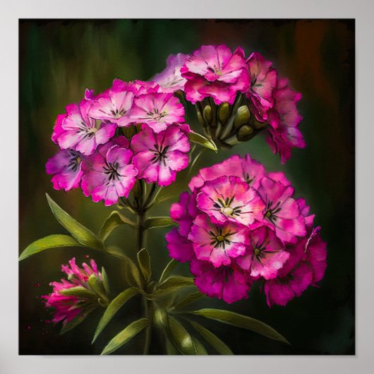 Roze Sweet William Flower Art Print Poster (Voorkant)
