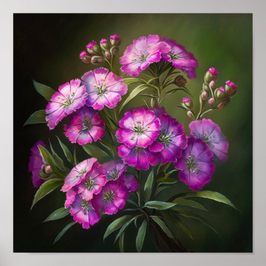 Roze Sweet William Flower Art Print Poster (Voorkant)