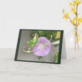 Roze Symfonie Morning Glory blanco Kaart (Gele Bloem)