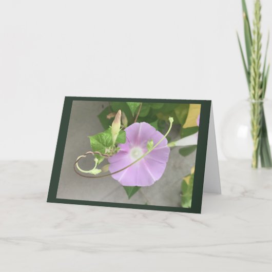 Roze Symfonie Morning Glory blanco Kaart (Voorkant)