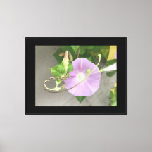 Roze Symfonie Morning Glory