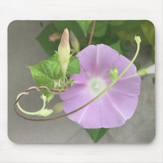 Roze Symfonie Morning Glory Close-up Muismat (Voorkant)