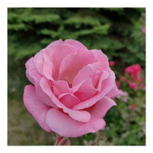 Roze tafelbloem roos lamp perfect poster (Voorkant)