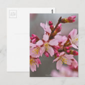 Roze tegen een grijze hemel Japanse Cherry Blossom Briefkaart (Voorkant / Achterkant)