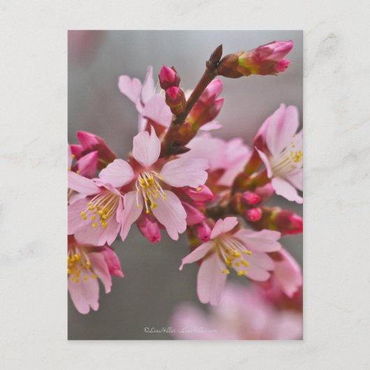 Roze tegen een grijze hemel Japanse Cherry Blossom Briefkaart (Voorkant)