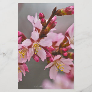 Roze tegen een grijze hemel Japanse Cherry Blossom Briefpapier