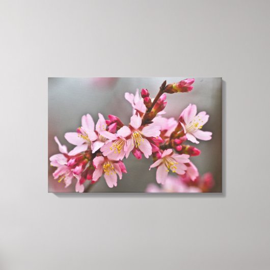 Roze tegen een grijze hemel Japanse Cherry Blossom Canvas Afdruk (Voorkant)