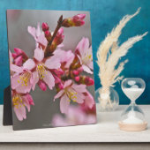 Roze tegen een grijze hemel Japanse Cherry Blossom Fotoplaat (Zijkant)