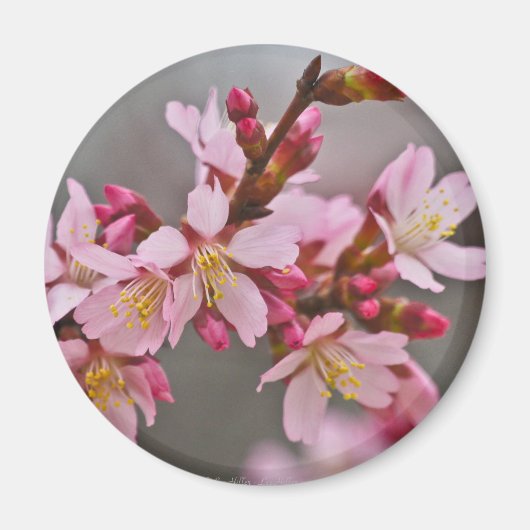 Roze tegen een grijze hemel Japanse Cherry Blossom Magneet (Voorkant)