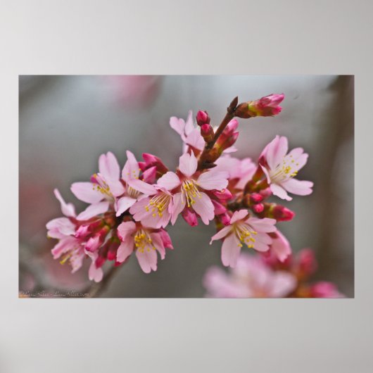Roze tegen een grijze hemel Japanse Cherry Blossom Poster (Voorkant)