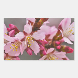 Roze tegen een grijze hemel Japanse Cherry Blossom Rechthoekige Sticker