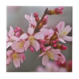 Roze tegen een grijze hemel Japanse Cherry Blossom Tegeltje