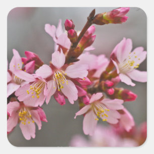 Roze tegen een grijze hemel Japanse Cherry Blossom Vierkante Sticker