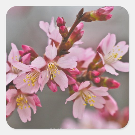 Roze tegen een grijze hemel Japanse Cherry Blossom Vierkante Sticker (Voorkant)
