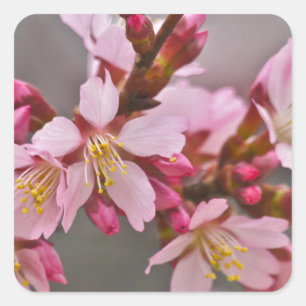 Roze tegen een grijze hemel Japanse Cherry Blossom Vierkante Sticker