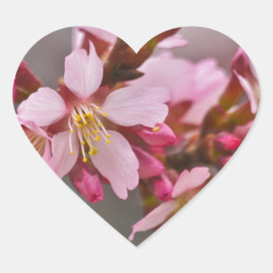Roze tegen een grijze lucht Japanse Kersenbloesem Hart Sticker