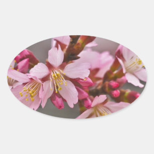 Roze tegen een grijze lucht Japanse Kersenbloesem Ovale Sticker