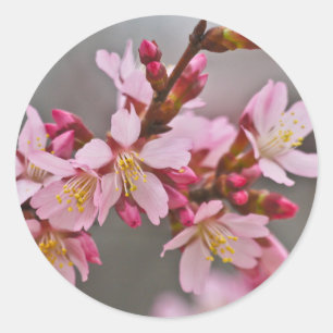 Roze tegen een grijze lucht Japanse kersenbloesem Ronde Sticker
