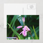 Roze tegen groen briefkaart (Voorkant / Achterkant)