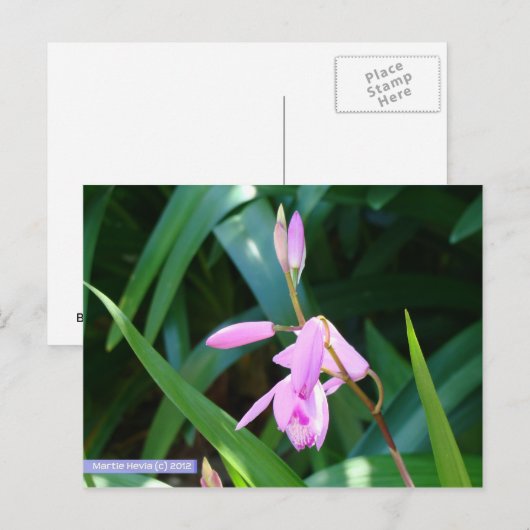 Roze tegen groen briefkaart (Voorkant / Achterkant)