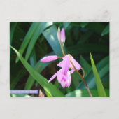 Roze tegen groen briefkaart (Voorkant)