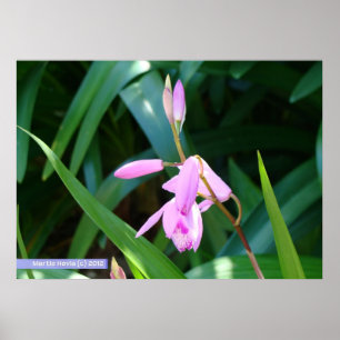 Roze tegen groen poster