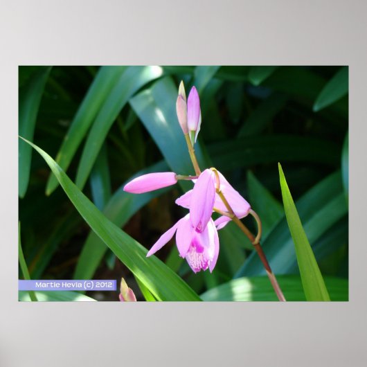 Roze tegen groen poster (Voorkant)