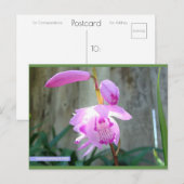 Roze tegen het hek | Blue Beach Song™-Briefkaart Briefkaart (Voorkant / Achterkant)