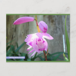 Roze tegen het hek | Blue Beach Song™-Briefkaart Briefkaart