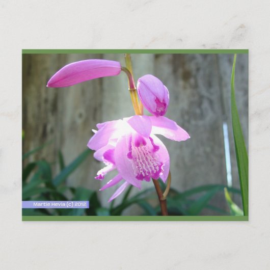 Roze tegen het hek | Blue Beach Song™-Briefkaart Briefkaart (Voorkant)