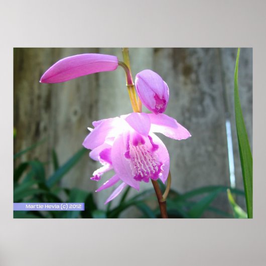 Roze tegen het hek poster (Voorkant)