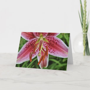 Roze Tijger Lily 1 Blanco Kaart