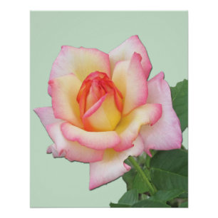Roze tinten hybride theeroos Vredesroos Perfect Poster