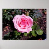 roze tinten poster (Voorkant)