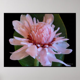 Roze torch Ginger Hawaii Exotic Poster Prints