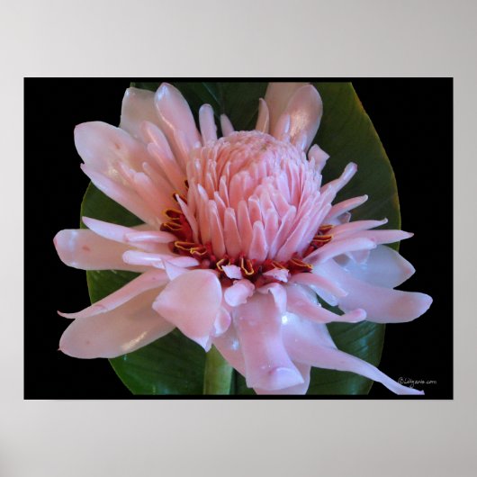 Roze torch Ginger Hawaii Exotic Poster Prints (Voorkant)