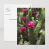 Roze torcilinders briefkaart (Voorkant / Achterkant)