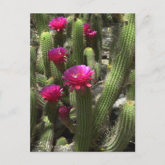 Roze torcilinders briefkaart (Voorkant)