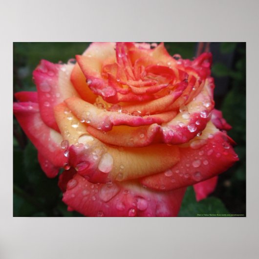 Roze tot gele regenboogRoos Poster (Voorkant)
