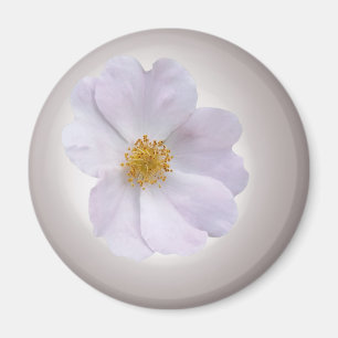 roze tot paars magneet