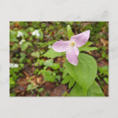 Roze Trillium Bloem Briefkaart (Voorkant)