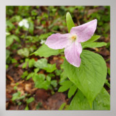 Roze Trillium Bloem Poster (Voorkant)