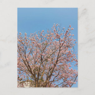roze trompetboom in volle bloei	 briefkaart