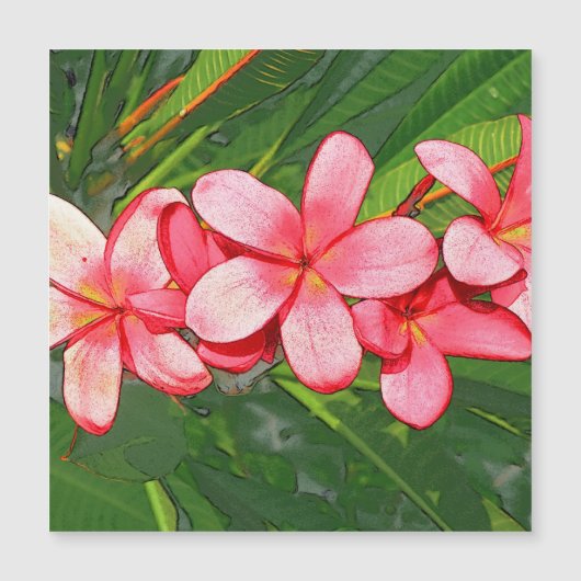 Roze Tropische Frangipani Kunst (Voorkant)