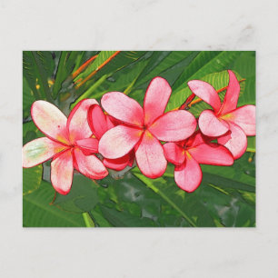 Roze Tropische Frangipani Kunst Briefkaart