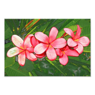 Roze Tropische Frangipani Kunst Foto Afdruk