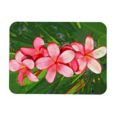 Roze Tropische Frangipani Kunst Magneet (Horizontaal)